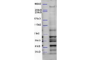 ABIN5539892 (5µg/ml) staining of Mouse Brain lysate (35µg protein in RIPA buffer). (WDFY3 抗体  (Internal Region))