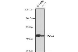 Western blot analysis of extracts of various cell lines using PEX12 Polyclonal Antibody at dilution of 1:1000. (PEX12 抗体)