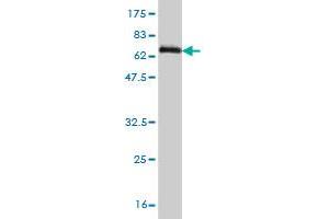 Western Blotting (WB) image for anti-Dual Specificity Phosphatase 4 (DUSP4) (AA 1-394) antibody (ABIN515105)