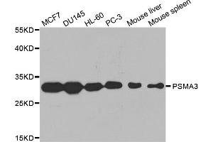 Western blot analysis of extracts of various cell lines, using PSMA3 antibody. (PSMA3 抗体)