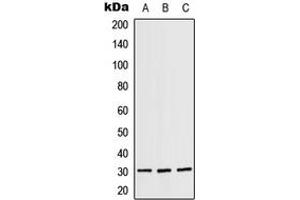 Western blot analysis of RPS4X expression in A431 (A), SP2/0 (B), H9C2 (C) whole cell lysates.