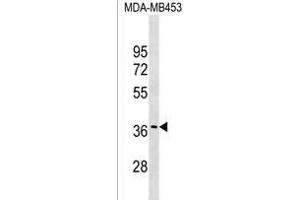 GJC3 Antibody (C-term) (ABIN1536946 and ABIN2849303) western blot analysis in MDA-M cell line lysates (35 μg/lane). (GJC3 抗体  (C-Term))