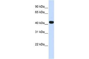 WB Suggested Anti-HS3ST3B1 Antibody Titration:  0. (HS3ST3B1 抗体  (N-Term))