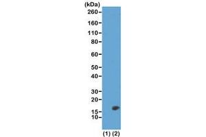 Western blot test of recombinant Histone H3. (Recombinant Histone 3 抗体  (2meLys23))