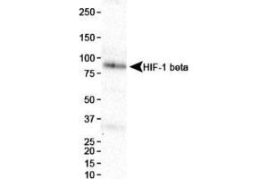 Image no. 3 for anti-Aryl Hydrocarbon Receptor Nuclear Translocator (ARNT) (AA 496-789) antibody (ABIN363204) (ARNT 抗体  (AA 496-789))