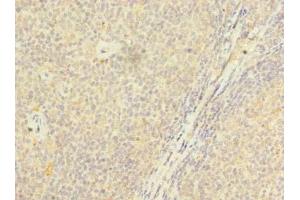Immunohistochemistry of paraffin-embedded human tonsil tissue using ABIN7164773 at dilution of 1:100 (PSTPIP2 抗体  (AA 28-312))