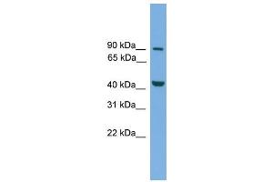 WB Suggested Anti-Mitf Antibody Titration: 0. (MITF 抗体  (Middle Region))