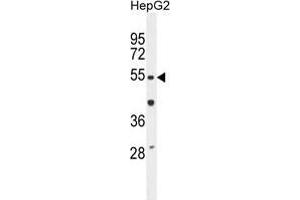 TIGD3 Antibody (C-term) western blot analysis in HepG2 cell line lysates (35 µg/lane). (TIGD3 抗体  (C-Term))