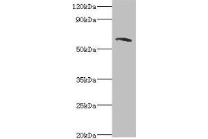Western blot All lanes: TOMM70A antibody at 6 μg/mL + MCF-7 whole cell lysate Secondary Goat polyclonal to rabbit IgG at 1/10000 dilution Predicted band size: 67 kDa Observed band size: 67 kDa (TOMM7 抗体  (AA 60-340))