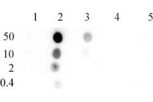Histone H4K8ac antibody (pAb) tested by Dot blot.
