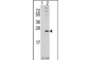 Western blot analysis of RAC1 (arrow) using rabbit polyclonal RAC1 Antibody (S71) (ABIN391836 and ABIN2841676). (RAC1 抗体  (AA 49-78))
