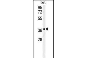 LGALS9B Antibody (Center) (ABIN654023 and ABIN2843944) western blot analysis in 293 cell line lysates (35 μg/lane). (LGALS9B 抗体  (AA 160-188))