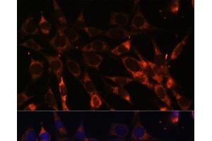 Immunofluorescence analysis of NIH-3T3 cells using SMAD6 Polyclonal Antibody at dilution of 1:100. (SMAD6 抗体)