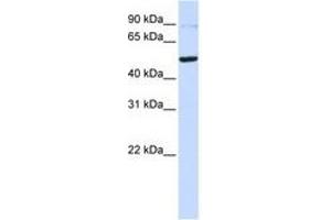 Image no. 1 for anti-TERF1 Interacting Nuclear Factor 2 (TIN2) (C-Term) antibody (ABIN6741441) (TINF2 抗体  (C-Term))