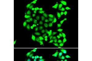 Immunofluorescence analysis of A549 cells using GTF2H3 Polyclonal Antibody (GTF2H3 抗体)