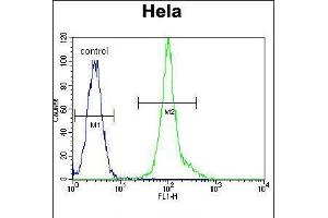 Flow cytometric analysis of Hela cells (right histogram) compared to a negative control cell (left histogram). (LCK 抗体  (C-Term))