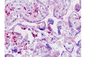 Anti-LGMN / Legumain antibody IHC staining of human placenta. (LGMN 抗体  (AA 83-112))