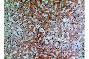 Immunohistochemistry (IHC) analysis of paraffin-embedded Human Liver, antibody was diluted at 1:200. (C7 抗体)