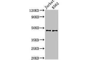 Western Blot Positive WB detected in: Jurkat whole cell lysate, K562 whole cell lysate All lanes: LDB1 antibody at 3. (LIM Domain Binding 1 Protein 抗体  (AA 50-375))