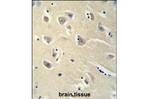 PENK antibody (Center) (ABIN652070 and ABIN2840535) immunohistochemistry analysis in formalin fixed and paraffin embedded brain tissue followed by peroxidase conjugation of the secondary antibody and DAB staining. (Enkephalin 抗体  (AA 145-174))