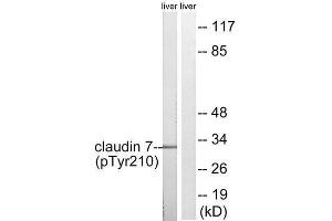 Western Blotting (WB) image for anti-Claudin 7 (CLDN7) (pTyr210) antibody (ABIN1847759) (Claudin 7 抗体  (pTyr210))