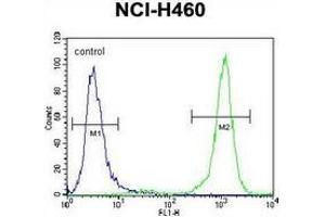 Flow cytometric analysis of NCI-H460 cells (right histogram) compared to a negative control cell (left histogram) using PCDHA9 Antibody (N-term), followed by FITC-conjugated goat-anti-rabbit secondary antibodies. (PCDHA9 抗体  (N-Term))