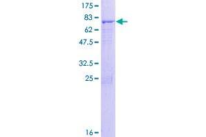 Actin-Like 7A Protein (ACTL7A) (AA 1-435) (GST tag)