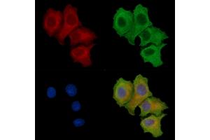 ABIN7096853 and ABIN7100919 staining HepG2 cells by IF/ICC. (TOM1L1 抗体)