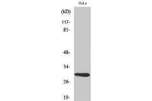 Western Blotting (WB) image for anti-Apolipoprotein A-I Binding Protein (APOA1BP) (Internal Region) antibody (ABIN3173710) (APOA1BP 抗体  (Internal Region))