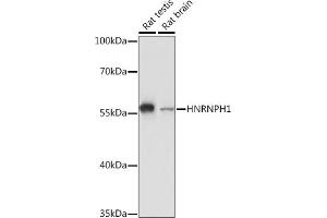 Western blot analysis of extracts of various cell lines, using HNRNPH1 Rabbit pAb (ABIN6133752, ABIN6141911, ABIN6141912 and ABIN7101789) at 1:3000 dilution.