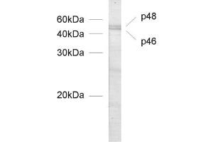 dilution: 1 : 1000, sample: nuclear extract from postnatal (P1) mouse cerebellum (PAX6 抗体  (N-Term))