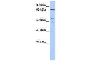 IPP antibody used at 1 ug/ml to detect target protein.