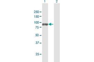 Western Blot analysis of DVL3 expression in transfected 293T cell line by DVL3 MaxPab polyclonal antibody. (DVL3 抗体  (AA 1-716))