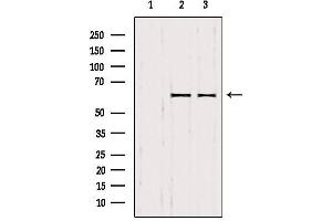 Western blot analysis of extracts from various samples, using SMOX antibody. (SMOX 抗体  (Internal Region))