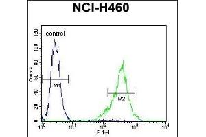 TSNARE1 Antibody (C-term) (ABIN655257 and ABIN2844854) flow cytometric analysis of NCI- cells (right histogram) compared to a negative control cell (left histogram). (TSNARE1 抗体  (C-Term))