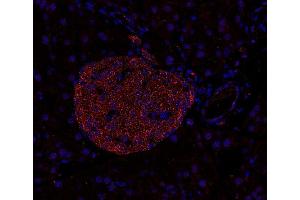Indirect immunostaining of PFA-fixed paraffin embedded mouse pancreas section (dilution 1 : 200). (Syntaxin 7 抗体  (Cytoplasmic Domain))