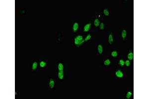 Immunofluorescent analysis of Hela cells using ABIN7160008 at dilution of 1:100 and Alexa Fluor 488-congugated AffiniPure Goat Anti-Rabbit IgG(H+L) (MAPK7 抗体  (AA 1-310))