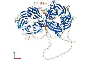 AlphaFold protein structure predicition of Mouse Recombinant Llgl1 Protein, UniprotID Q80Y17 (LLGL1 Protein (AA 1-1036) (His tag))