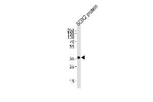 Western blot analysis of lysate from SOX2 protein, using SOX2 Antibody (ABIN387798 and ABIN2843854). (SOX2 抗体)