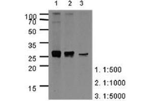 Image no. 2 for anti-Apolipoprotein A-I (APOA1) (AA 25-267) antibody (ABIN950461) (APOA1 抗体  (AA 25-267))