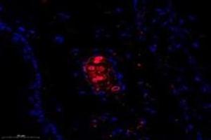 Immunofluorescent analysis of paraformaldehyde-fixed mouse ear using,FLJ22167 (ABIN7073961) at dilution of 1: 1400 (FLJ22167 抗体)