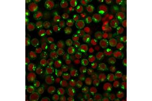 Immunofluorescence Analysis of Human Jurkat cells labeling CD71 with CD71 Mouse Monoclonal antibody (DF1513) followed by Goat anti-Mouse IgG-CF488 (Green). (Transferrin Receptor 抗体)