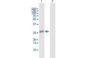Western Blotting (WB) image for anti-EGF-Like-Domain, Multiple 7 (EGFL7) (AA 1-273) antibody (ABIN526511)