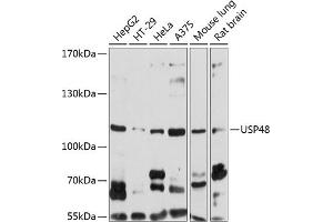 Western blot analysis of extracts of various cell lines, using USP48 antibody (ABIN6129500, ABIN6150027, ABIN6150028 and ABIN6220840) at 1:1000 dilution. (USP48 抗体  (AA 1-300))