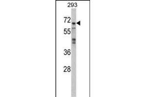 Western blot analysis of PK4 Antibody (N-term) (ABIN391465 and ABIN2837846) in 293 cell line lysates (35 μg/lane). (MAPK4 抗体  (N-Term))