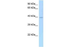 WB Suggested Anti-CD33 Antibody Titration: 1. (CD33 抗体  (N-Term))