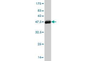 Western Blotting (WB) image for anti-Septin 3 (SEPT3) (AA 236-345) antibody (ABIN565965)