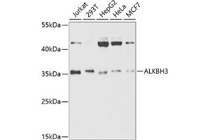 Western blot analysis of extracts of various cell lines, using  antibody (ABIN6131226, ABIN6136800, ABIN6136801 and ABIN6221496) at 1:1000 dilution. (ALKBH3 抗体  (AA 1-286))