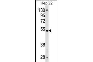 ZN Antibody (N-term) (ABIN1539052 and ABIN2838262) western blot analysis in HepG2 cell line lysates (35 μg/lane). (ZNF134 抗体  (N-Term))