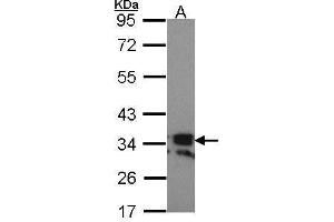 WB Image Sample (30 ug of whole cell lysate) A: Hela 10% SDS PAGE RANKL (CD254) antibody antibody diluted at 1:1000 (RANKL 抗体  (C-Term))